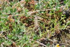 Nomophila noctuella