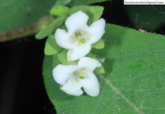 Zabelia biflora