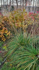 Deschampsia cespitosa
