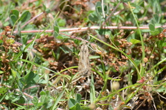 Nomophila noctuella