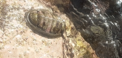 Chiton stokesii