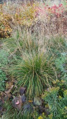 Deschampsia cespitosa
