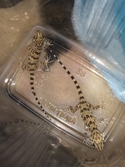 Tenuidactylus caspius