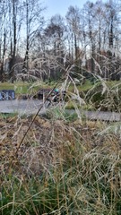 Deschampsia cespitosa