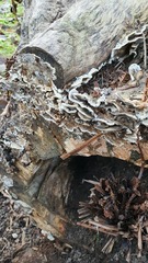 Bjerkandera adusta