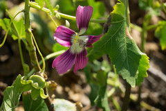 Malva assurgentiflora glabra
