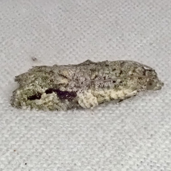 Proteoteras implicata
