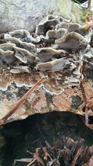 Bjerkandera adusta