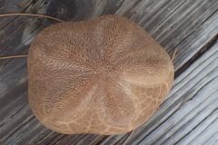 Clypeaster rosaceus