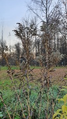 Solidago canadensis