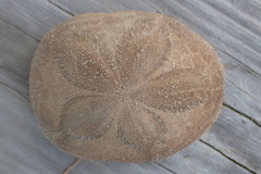 Clypeaster rosaceus