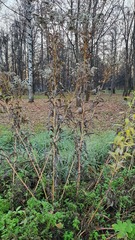 Solidago canadensis