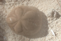 Clypeaster rosaceus