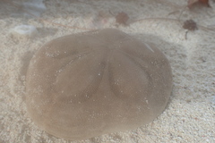 Clypeaster rosaceus