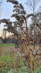 Solidago canadensis