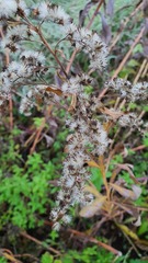 Solidago canadensis