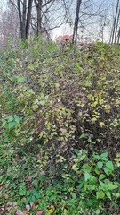 Symphoricarpos albus