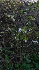 Symphoricarpos albus