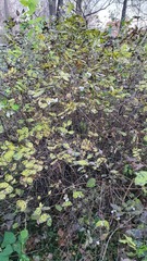 Symphoricarpos albus
