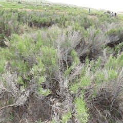 Allenrolfea occidentalis
