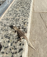 Liolaemus wiegmannii