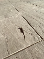 Liolaemus wiegmannii