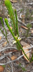 Erica flavicoma