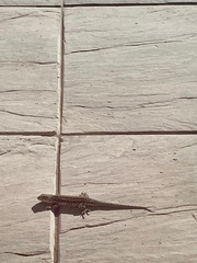 Liolaemus wiegmannii