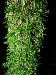 Polyphlebium diaphanum