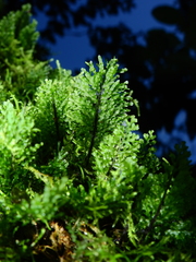 Polyphlebium diaphanum