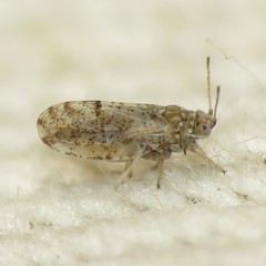 Craspedolepta martini