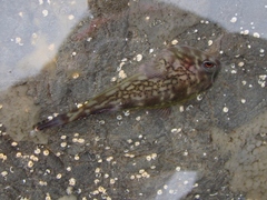 Diplocrepis puniceus