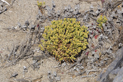 Amblyopappus pusillus