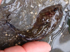 Diplocrepis puniceus