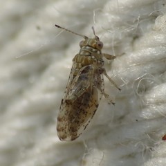 Craspedolepta martini