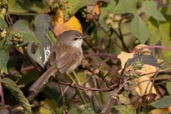 Prinia hodgsonii
