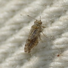 Craspedolepta martini