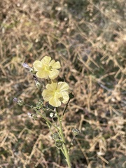 Anoda abutiloides