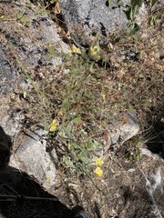 Anoda abutiloides