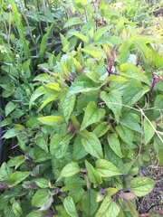 Conoclinium coelestinum