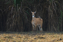 Boselaphus tragocamelus