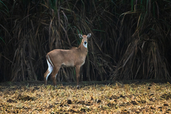 Boselaphus tragocamelus