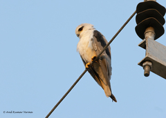 Elanus caeruleus