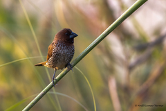 Lonchura punctulata