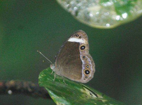White-bar Bushbrown