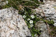Arenaria biflora
