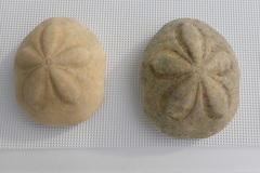 Clypeaster rosaceus