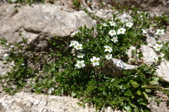Arenaria biflora