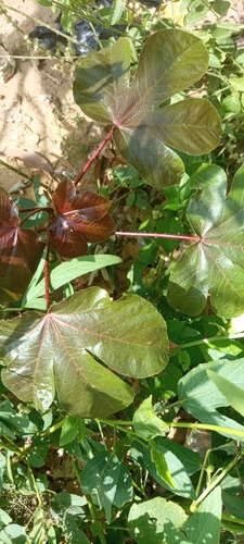 Jatropha image