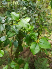 Carissa bispinosa zambesiensis